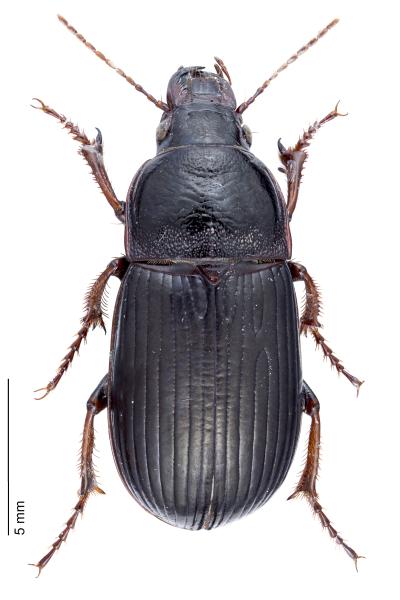   - Zabrus tenebrioides tenebrioides