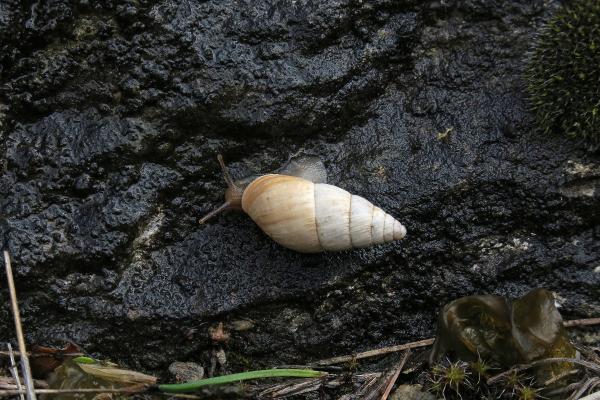 Mollusques de Suisse Bulime zébré, Bulime radié - Zebrina  detrita
