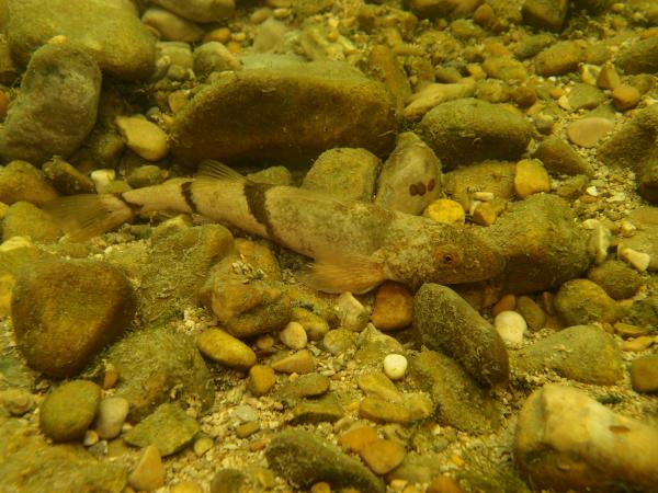 Fischen der Schweiz Apron - Zingel asper 