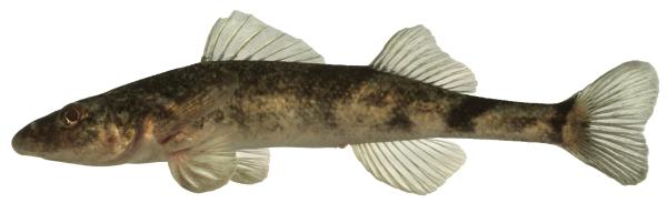 Fischen der Schweiz Apron - Zingel asper 