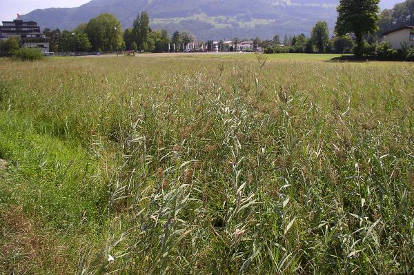 Papillons de jour de Suisse Azuré des mouillères - Phengaris alcon