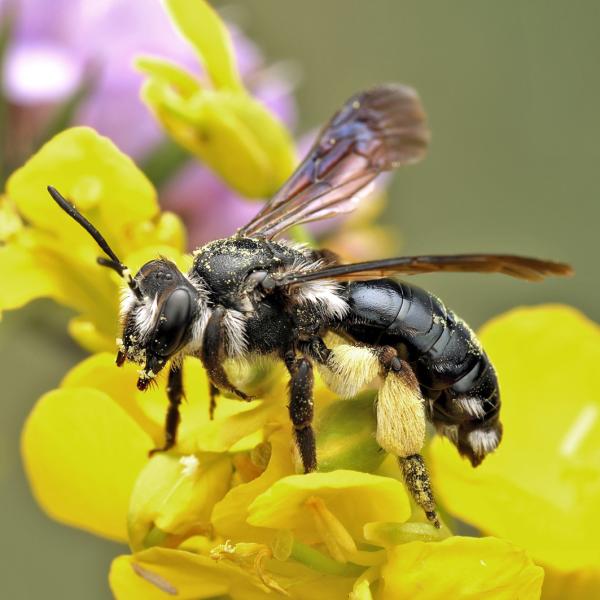 Wildbienen der Schweiz - Andrena agilissima