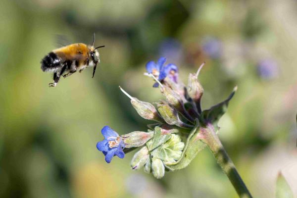 Les abeilles sauvages de Suisse - Pyganthophora retusa