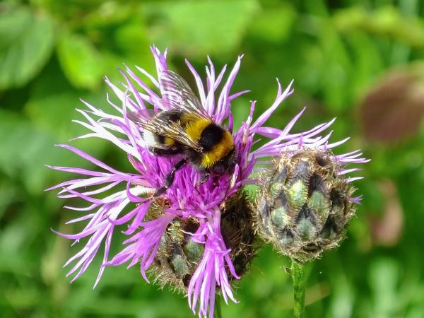 Wildbienen der Schweiz Feldhummel - Bombus ruderatus