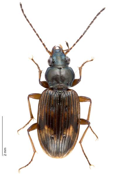 Laufkäfer der Schweiz - Bembidion dentellum