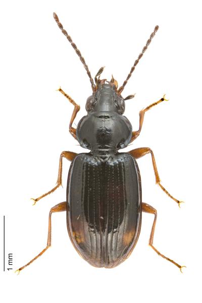 Laufkäfer der Schweiz  - Bembidion guttula 