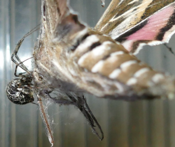 Gewächshaus-Mondspinne mit Beute (© L. Rathgeb).