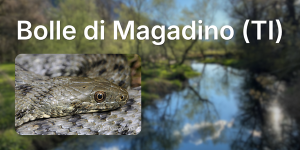 Gros plan sur un reptile, sur un paysage à Bolle di Magadino (TI) © Andreas Meyer