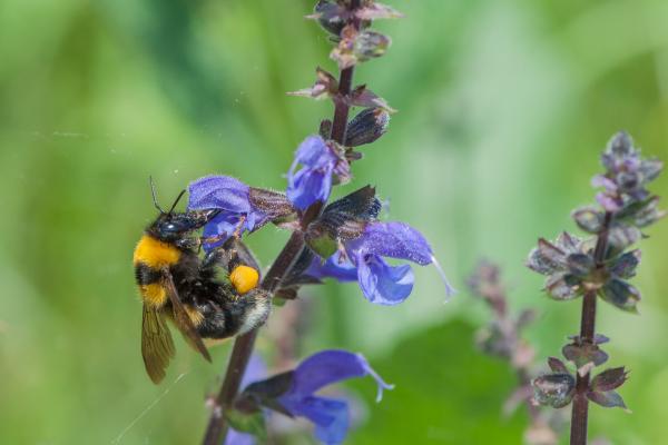 Les abeilles sauvages de Suisse  - Bombus argillaceus
