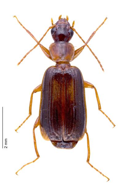 Laufkäfer der Schweiz - Dromius angustus