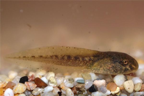 Amphibienlarve - Alytes obstetricans © Ursina Tobler