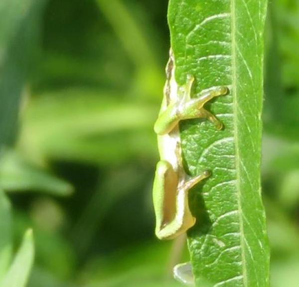 Animal vert sur une feuille