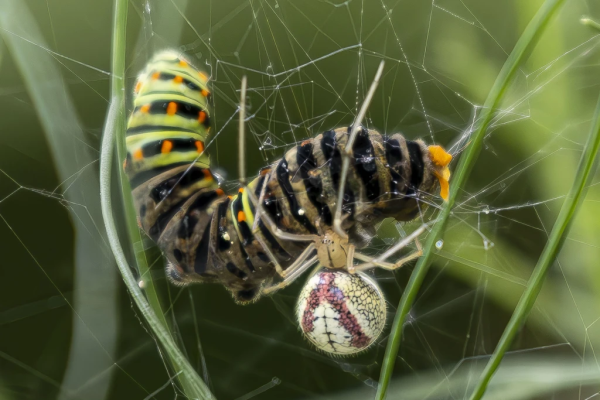 Gewöhnliche Ovalspinne / Verkannte Ovalspinne (© T. Kawecki)