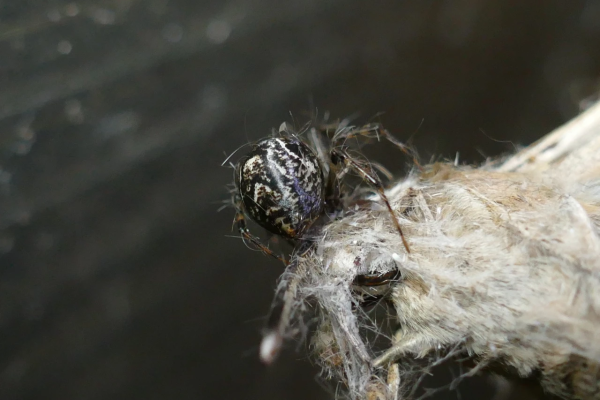 Gewächshaus-Mondspinne (© L. Rathgeb)