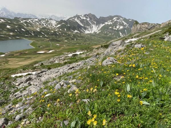 Habitat von Osmia steinmanni 