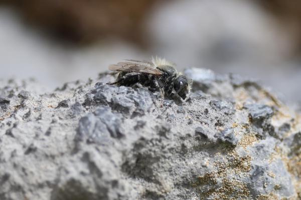 LA Osmia steinmanni Melchsee