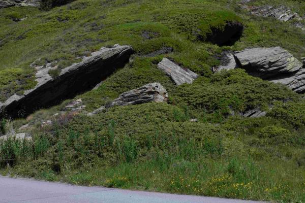 Les abeilles sauvages de Suisse - Osmia alticola