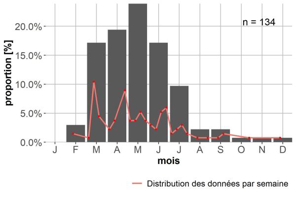 Carabes de Suisse  - Amara schimperi
