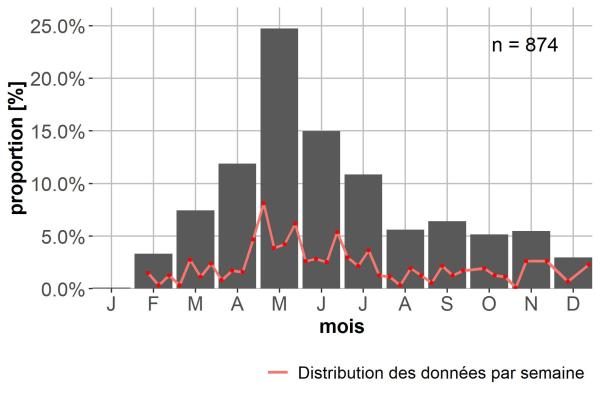 Carabes de Suisse  - Asaphidion austriacum