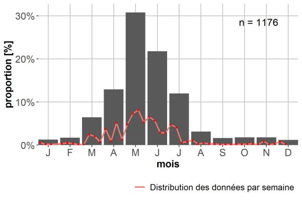 Carabes de Suisse  - Asaphidion flavipes