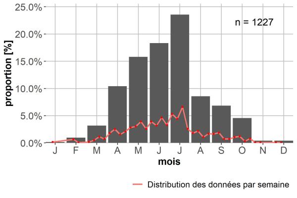 Carabes de Suisse  - Bembidion bualei 