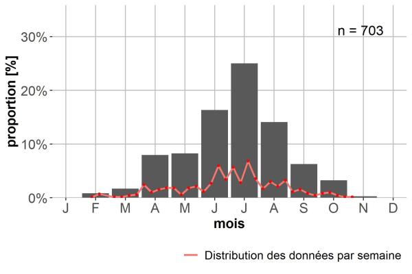 Carabes de Suisse  - Bembidion complanatum