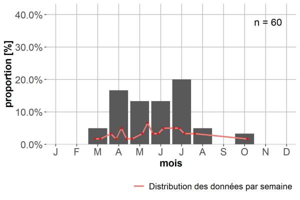 Carabes de Suisse  - Bembidion distinguendum distinguendum