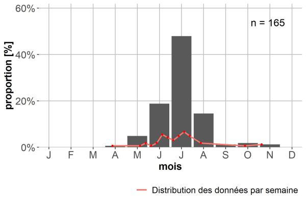 Carabes de Suisse  - Bembidion glaciale