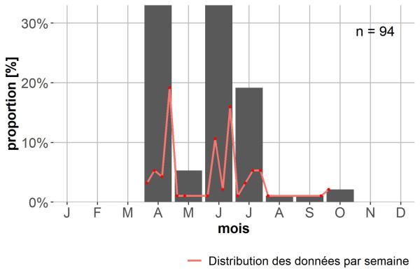 Carabes de Suisse  - Bembidion litorale