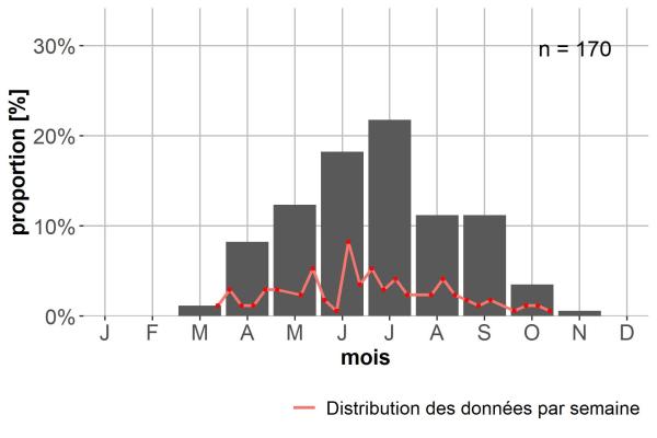 Carabes de Suisse  - Bembidion longipes