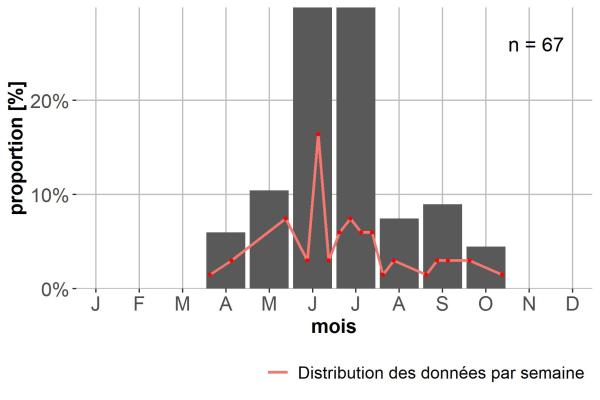 Carabes de Suisse  - Bembidion penninum