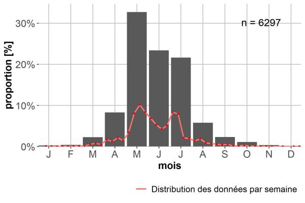 Carabes de Suisse  - Bembidion properans