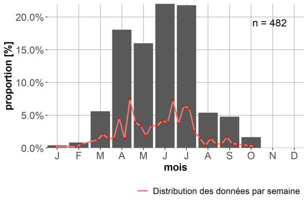 Carabes de Suisse  - Bembidion pygmaeum