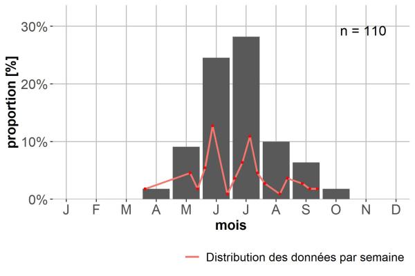 Carabes de Suisse  - Bembidion terminale terminale 