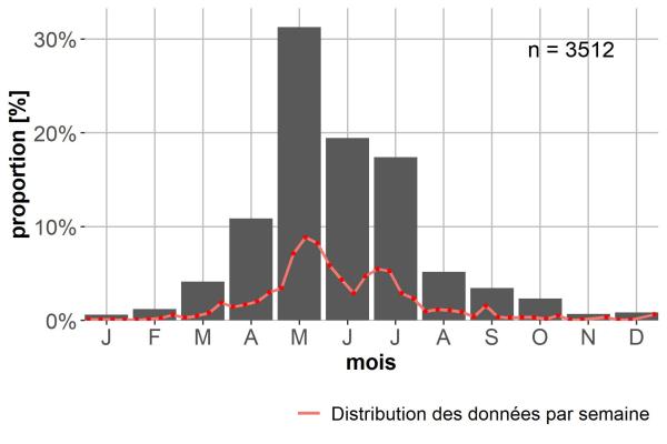 Carabes de Suisse  - Bembidion tetracolum tetracolum 