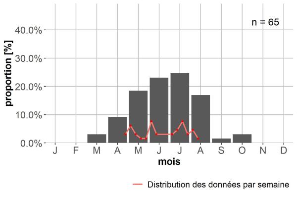 Carabes de Suisse  - Bembidion varium