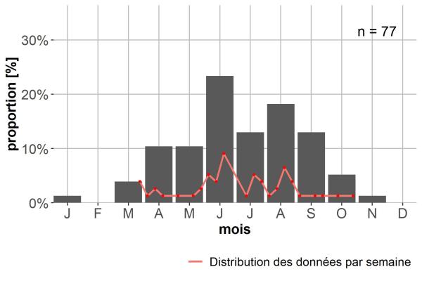 Carabes de Suisse  - Bradycellus caucasicus