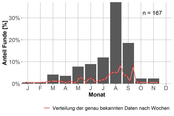   - Bradycellus verbasci
