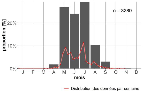Carabes de Suisse  - Carabus monilis