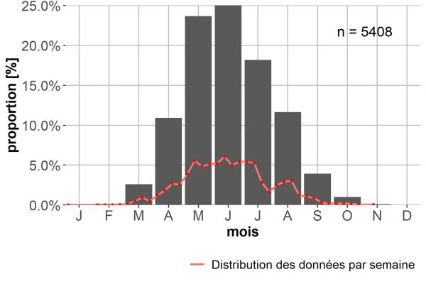 Carabes de Suisse  - Harpalus affinis
