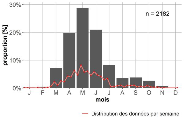 Carabes de Suisse  - Harpalus distinguendus distinguendus