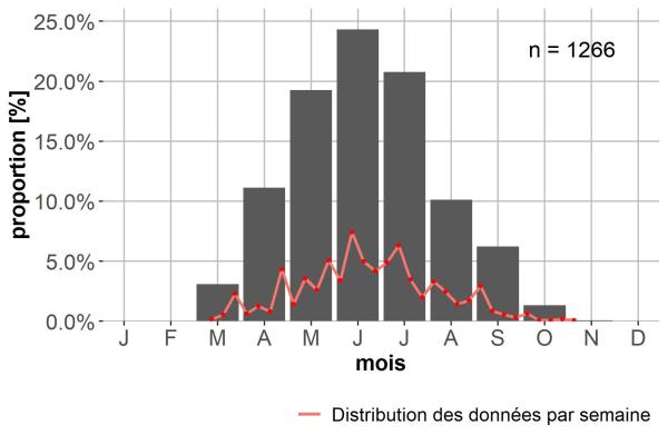 Carabes de Suisse  - Harpalus honestus
