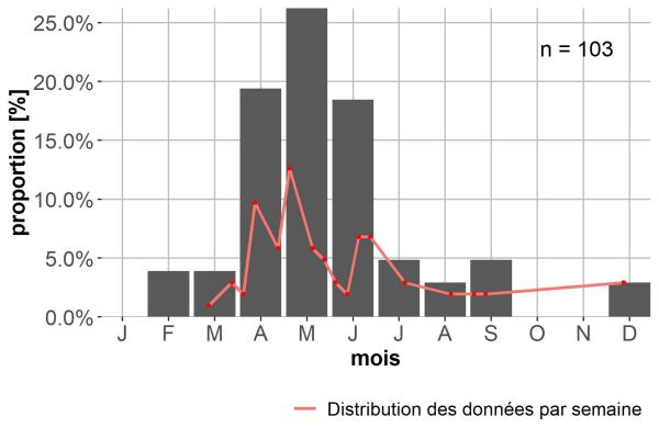 Carabes de Suisse  - Harpalus progrediens