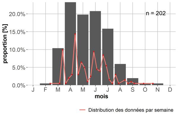 Carabes de Suisse  - Harpalus subcylindricus