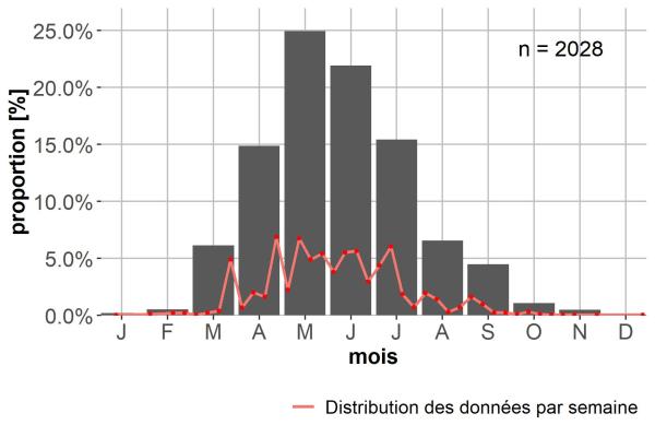 Carabes de Suisse  - Harpalus tardus