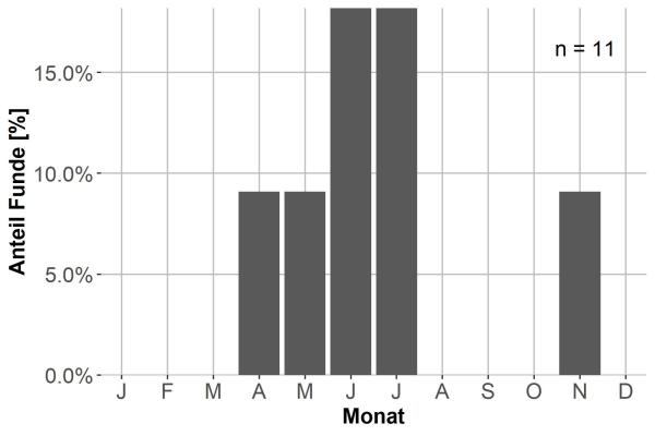   - Leistus montanus