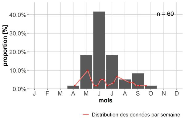 Carabes de Suisse  - Molops edurus