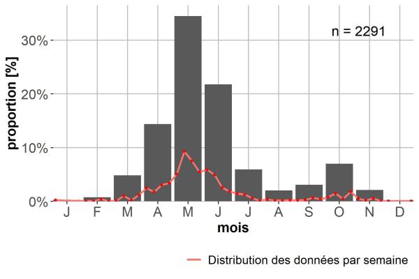 Carabes de Suisse  - Molops piceus piceus