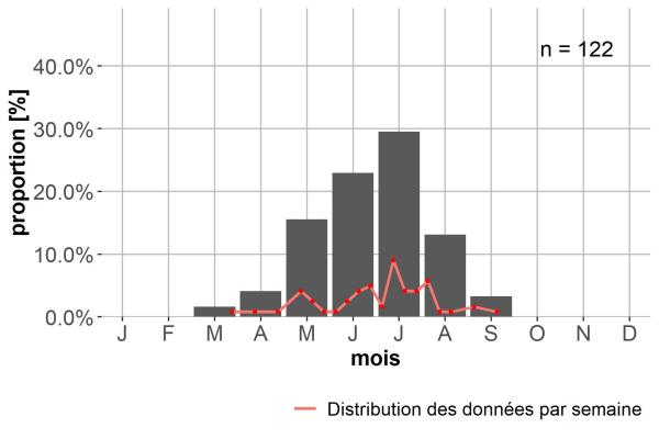 Carabes de Suisse  - Ophonus laticollis