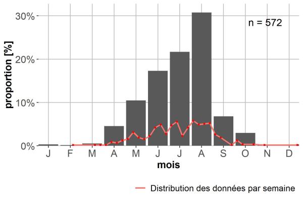 Carabes de Suisse  - Ophonus puncticeps